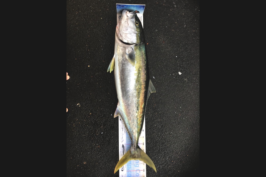Johnny Huynen caught this 112.0cm Kingfish at Mana during The Export NZ Fishing Competition