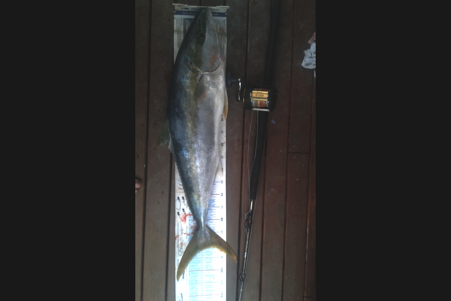 Steven Jameson caught this 91.0cm Kingfish at Ponui during The Export NZ Fishing Competition