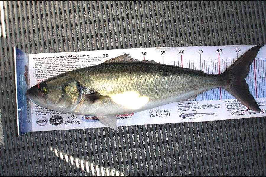 Paul Maskell caught this 57.0cm Kahawai at Durville Island during The Export NZ Fishing Competition