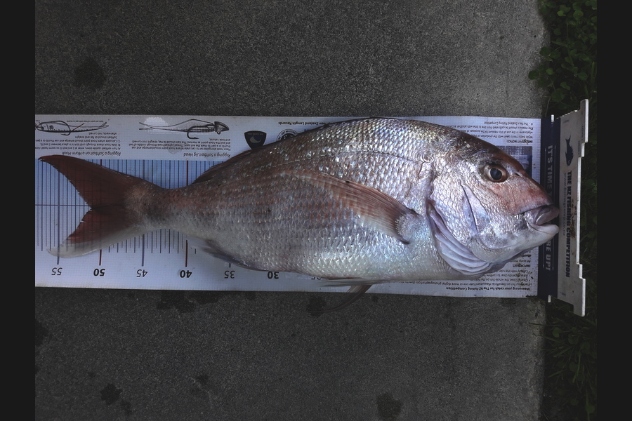 Clayton Hancock caught this 51.0cm Snapper at Himatangi Beach during The Export NZ Fishing Competition