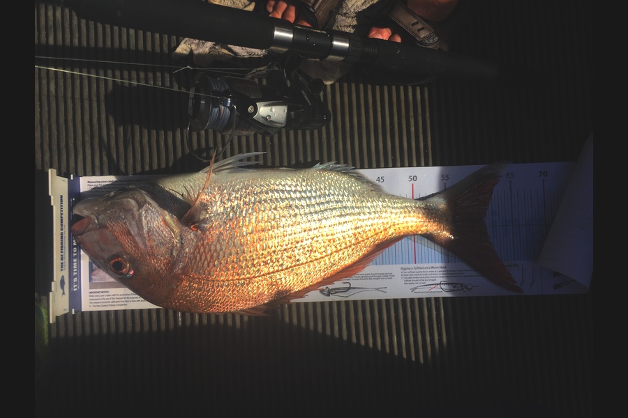 Ryan Mitchell caught this 60.5cm Snapper at Tasman bay during The Export NZ Fishing Competition