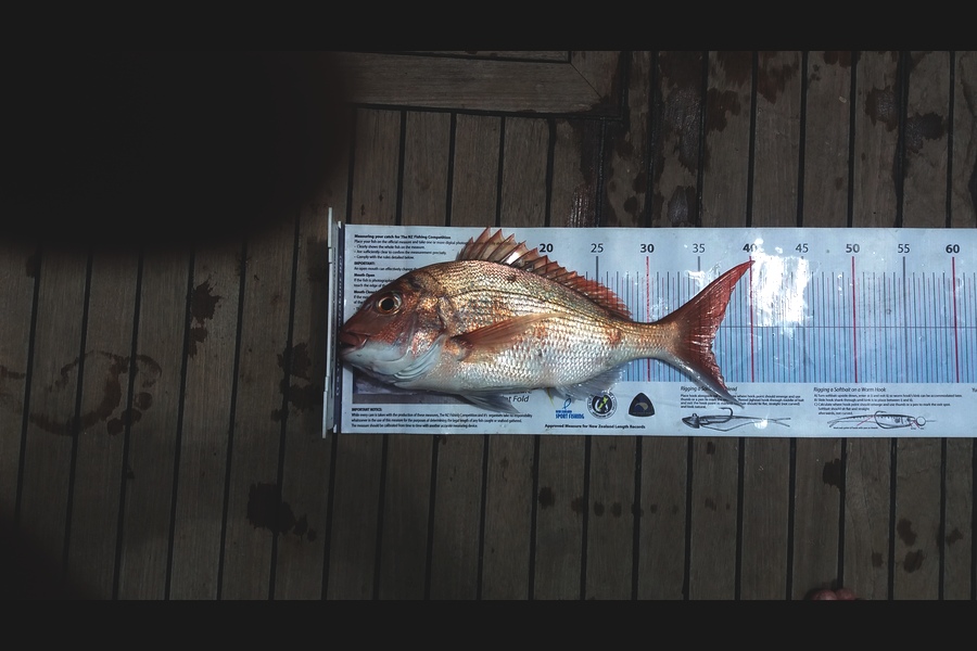 Peter Blackwell caught this 36.0cm Snapper at Gt Barrier during The Export NZ Fishing Competition