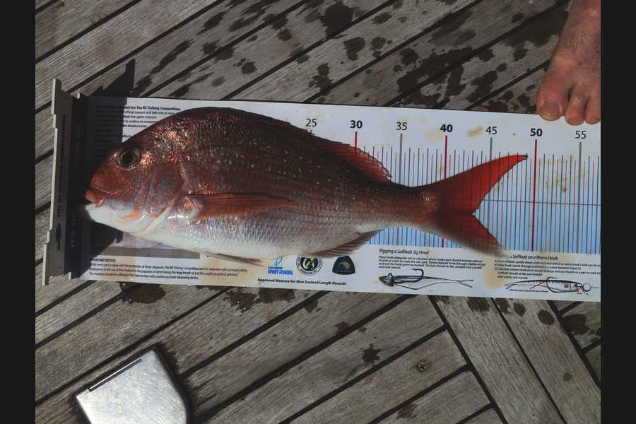 Peter Blackwell caught this 43.0cm Snapper at Rakino during The Export NZ Fishing Competition
