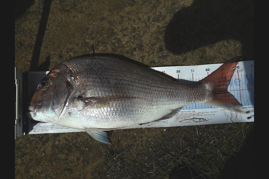 Jeff Holden caught this 66.0cm Snapper at Delaware Bay during The Export NZ Fishing Competition