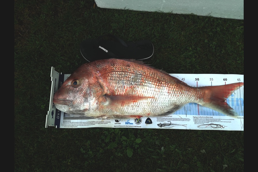 Scott McCabe caught this 58.5cm Snapper at Kawhia during The Export NZ Fishing Competition