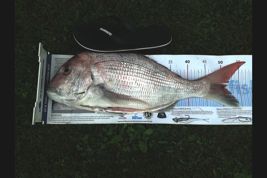 Mandy McCabe caught this 50.0cm Snapper at Kawhia during The Export NZ Fishing Competition