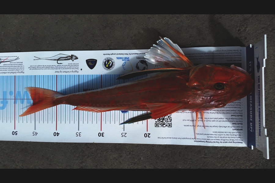 Anthony Phaipanya caught this 45.5cm Gurnard at Kau Bay during The Export NZ Fishing Competition