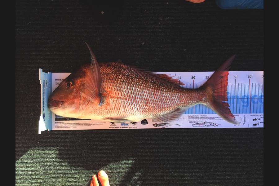 Bob Faram caught this 62.0cm Snapper at Great Barrier Island during The Export NZ Fishing Competition