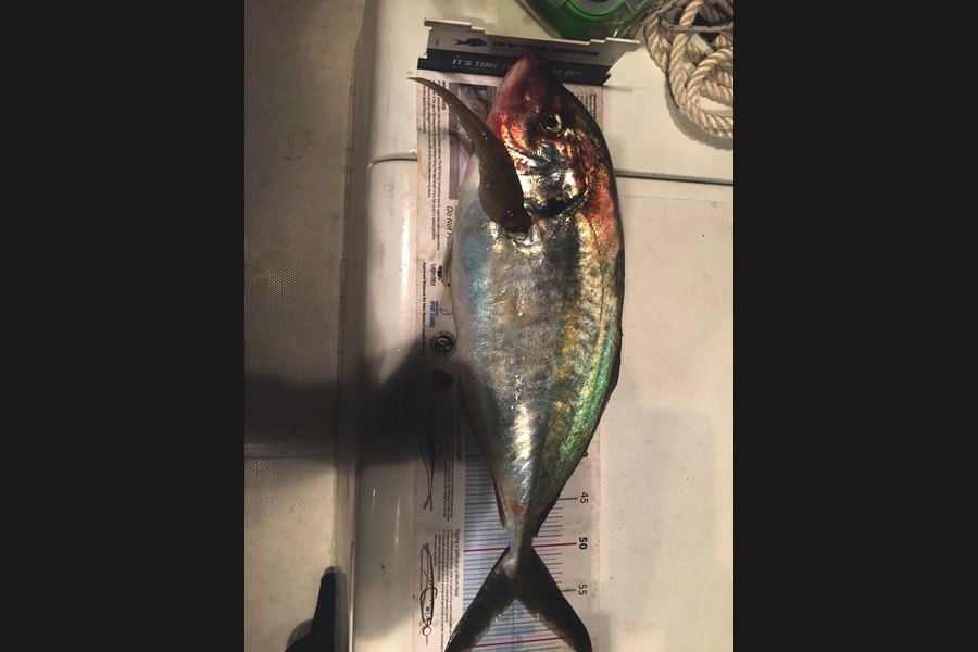 paul jackson caught this 55.0cm Trevally at Whangarei during The Export NZ Fishing Competition