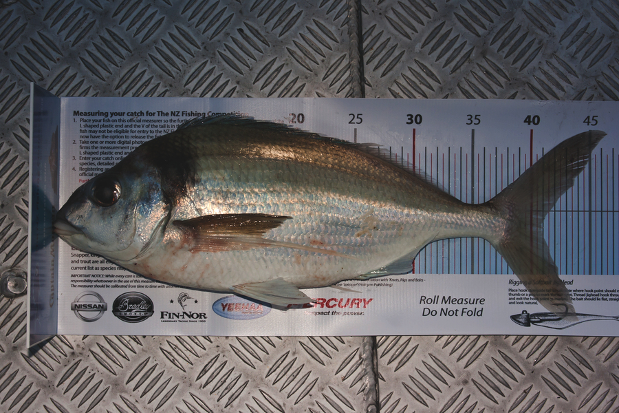 Graham Murphy caught this 40.5cm Tarakihi at Whakatane during The Export NZ Fishing Competition