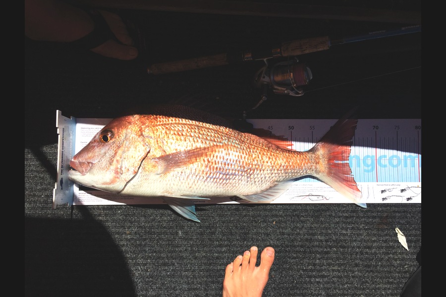 Bob Faram caught this 63.5cm Snapper at Great Barrier Island during The Export NZ Fishing Competition