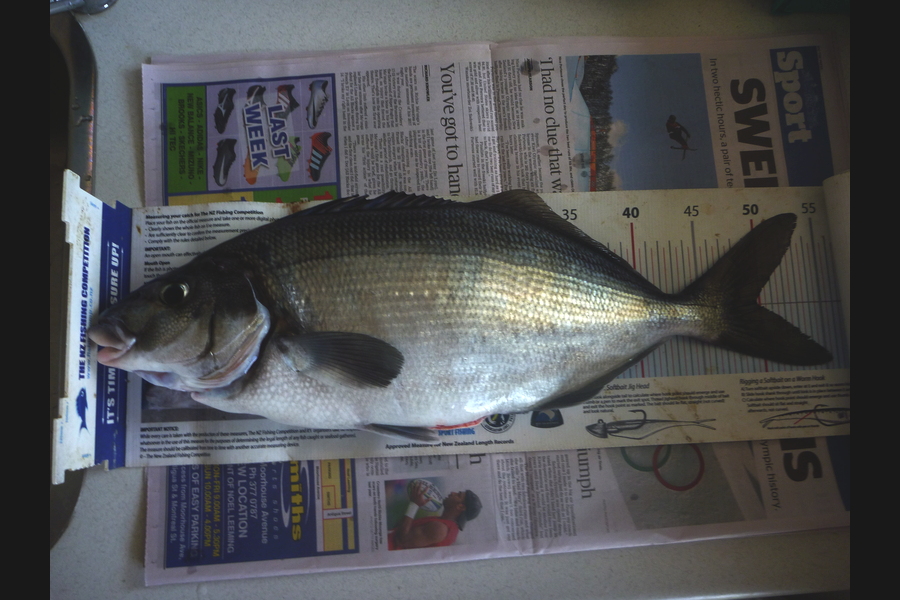 Jay Harland caught this 49.5cm Blue Moki at Banks Peninsula during The Export NZ Fishing Competition