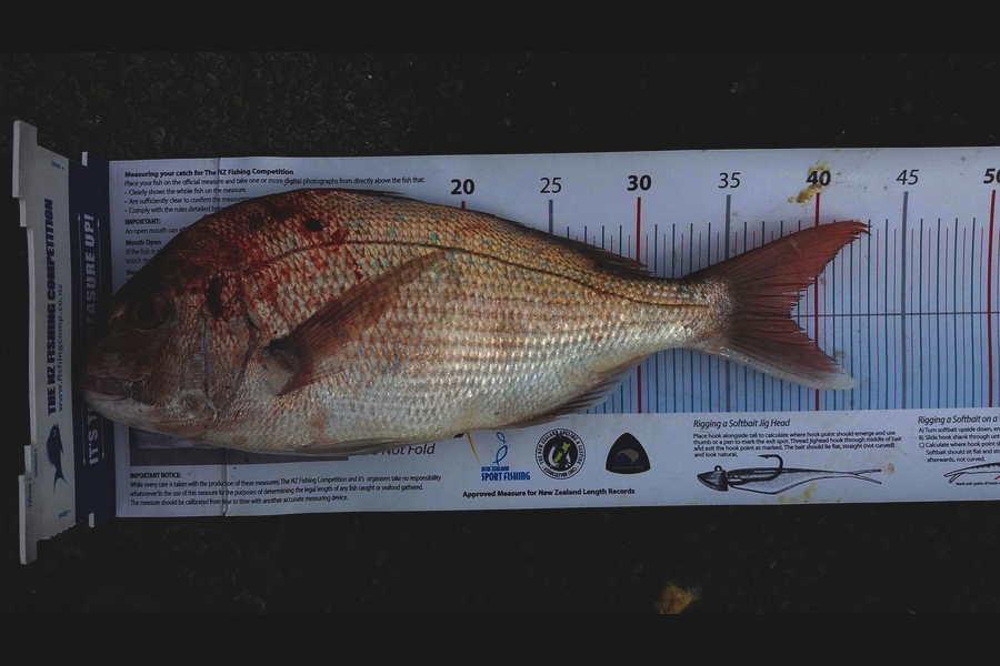 Alec Beaver caught this 38.0cm Snapper at Wellington harbour during The Export NZ Fishing Competition