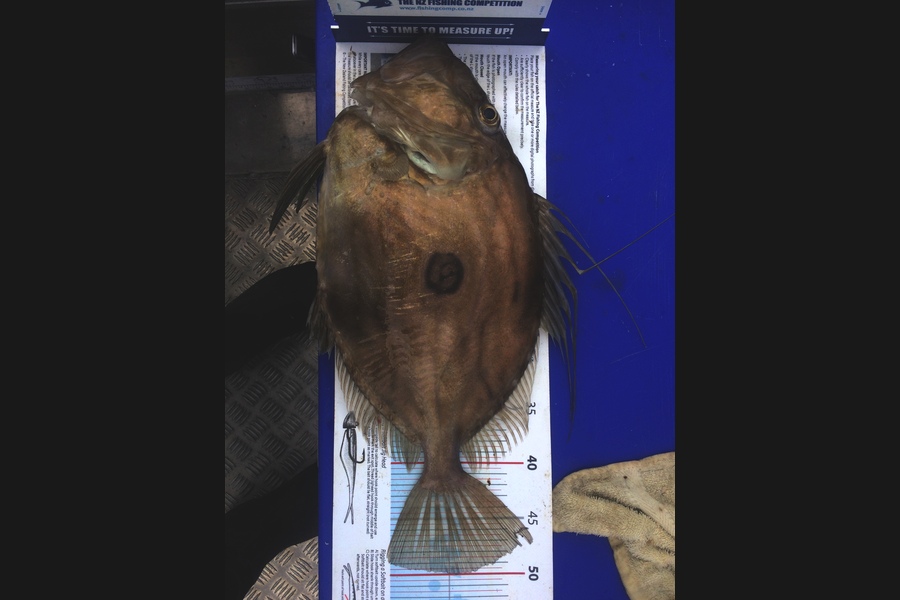 Jason Duff caught this 50.0cm John Dory at Marlborough sounds  during The Export NZ Fishing Competition