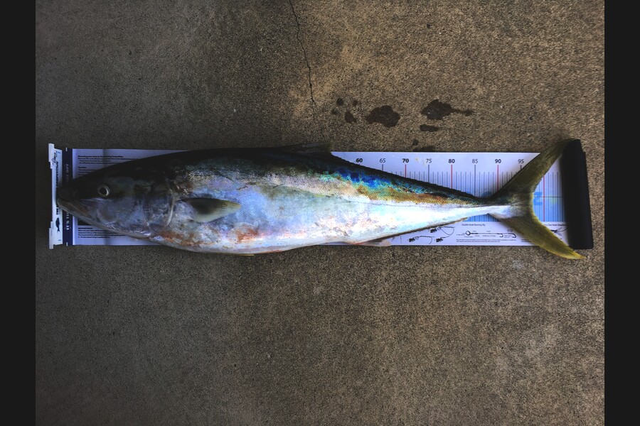 Phanat Chiv caught this 97.0cm Kingfish at Kapiti during The Export NZ Fishing Competition