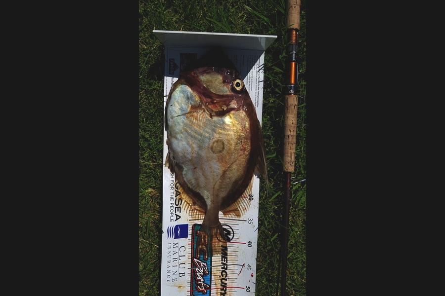 Mark Ray caught this 42.5cm John Dory at BOP during The Export NZ Fishing Competition