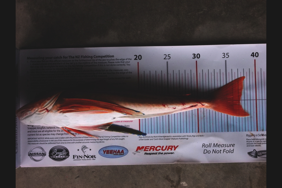 Steve Backhurst caught this 37.0cm Gurnard at Kapiti Coast during The Export NZ Fishing Competition