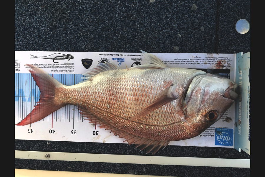 Peter  Lawrence caught this 43.0cm Snapper at Waitemata harbour during The Export NZ Fishing Competition