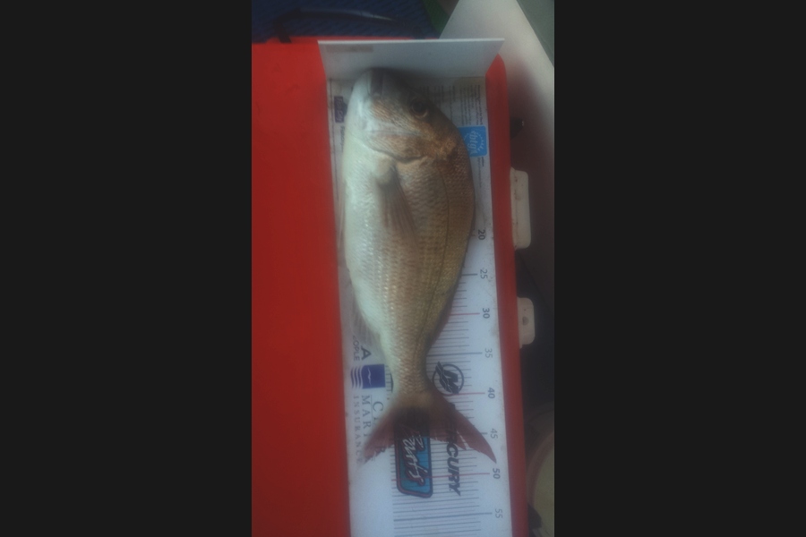 Philip Mackey caught this 45.0cm Snapper at David rock  during The Export NZ Fishing Competition