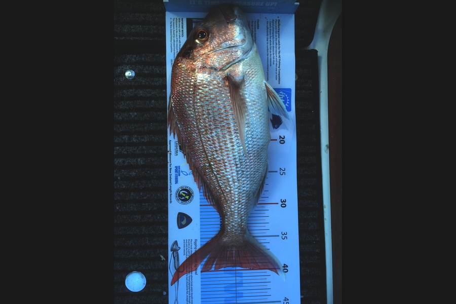 Kenneth Millar caught this 39.5cm Snapper at Opaneke bay, Waiheke during The Export NZ Fishing Competition