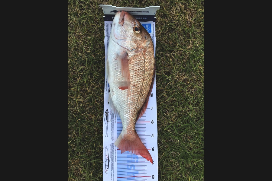 Vaughan Podbielsi caught this 50.5cm Snapper at Rangi channel during The Export NZ Fishing Competition