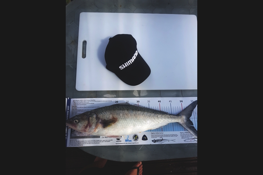 Samuel Georges caught this 52.5cm Kahawai at Mana  during The Export NZ Fishing Competition