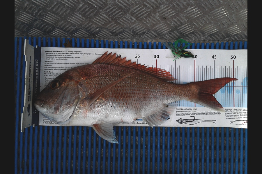 Brian  Gallogly caught this 44.0cm Snapper at Waiheke during The Export NZ Fishing Competition