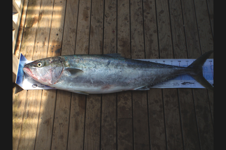 Mick Preston caught this 114.0cm Kingfish at mokau during The Export NZ Fishing Competition