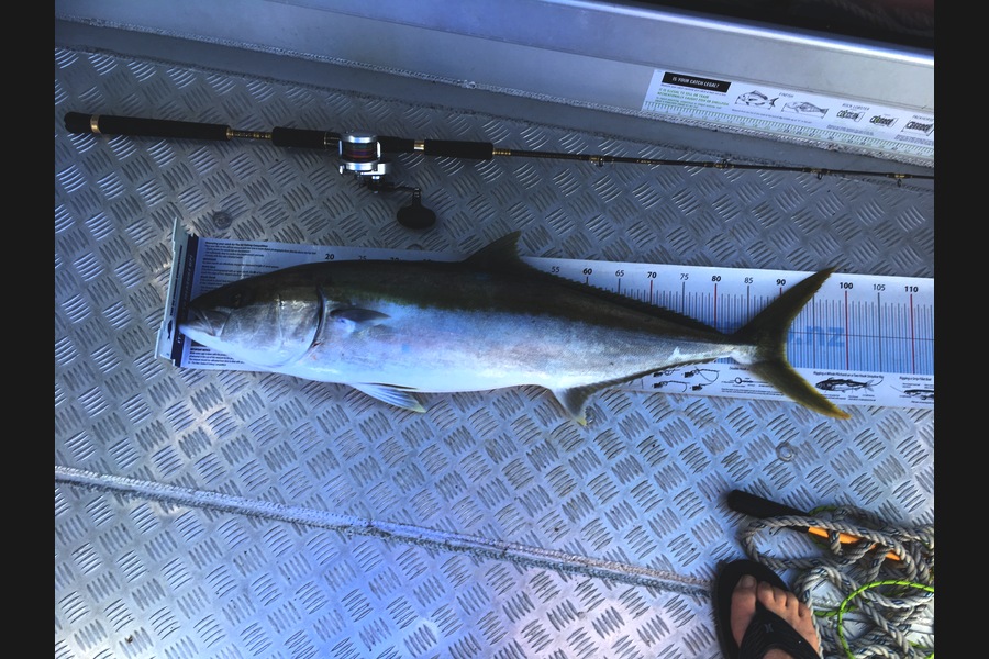 Greg Watkins caught this 90.5cm Kingfish at Hauraki gulf  during The Export NZ Fishing Competition