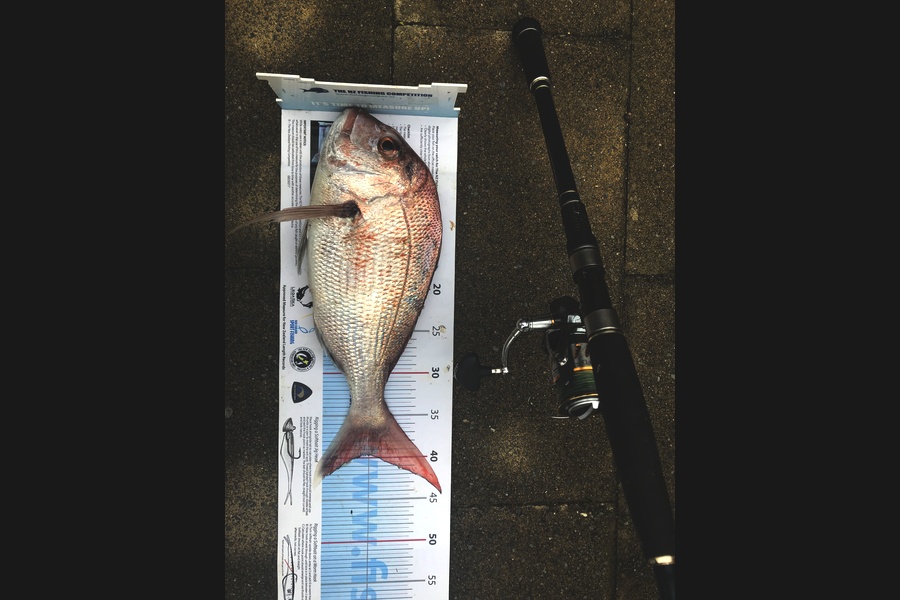 Bob Faram caught this 39.5cm Snapper at Kawau during The Export NZ Fishing Competition