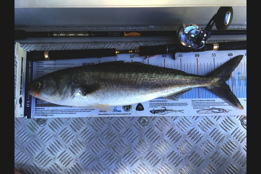 Greg Watkins caught this 58.0cm Kahawai at Gulf during The Export NZ Fishing Competition