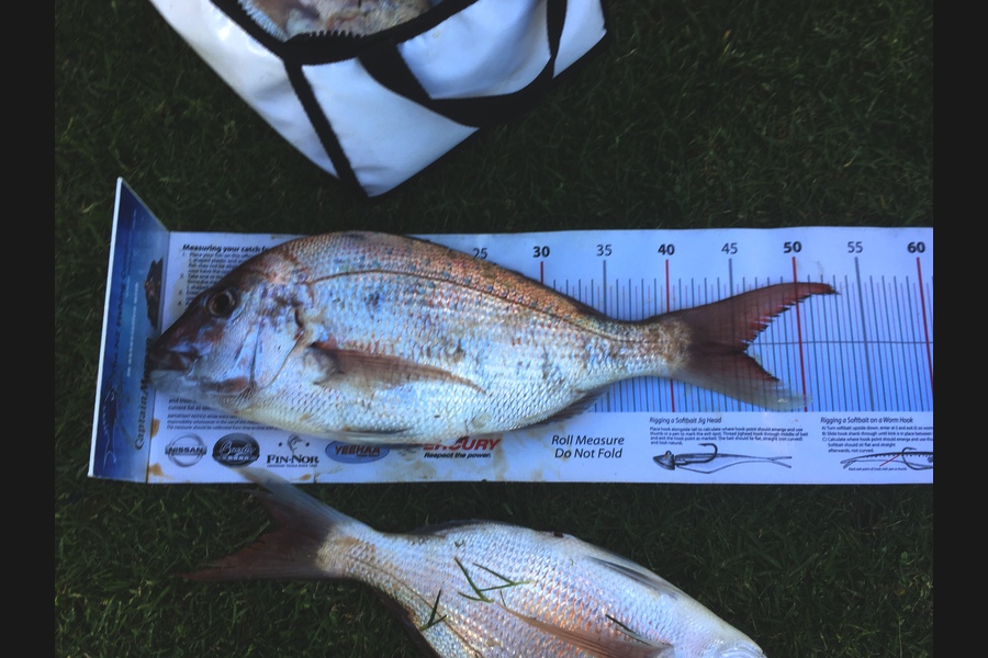 Anthony Murray caught this 45.0cm Snapper at Taranaki during The Export NZ Fishing Competition