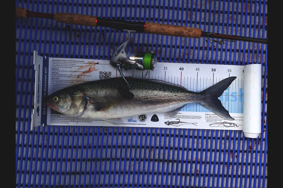 Nigel Boreham caught this 51.5cm Kahawai at Firth Of Thames during The Export NZ Fishing Competition