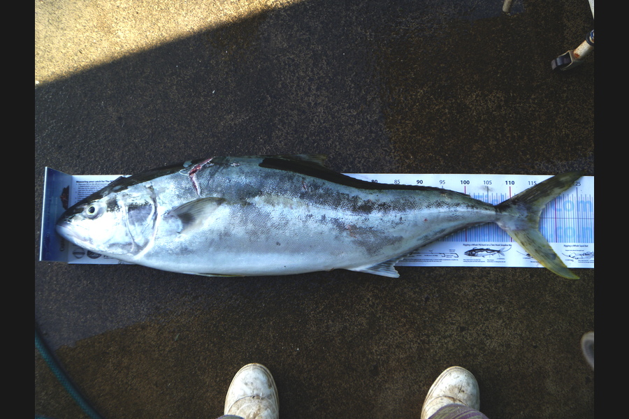 Owen Wills caught this 116.0cm Kingfish at coromandel during The Export NZ Fishing Competition