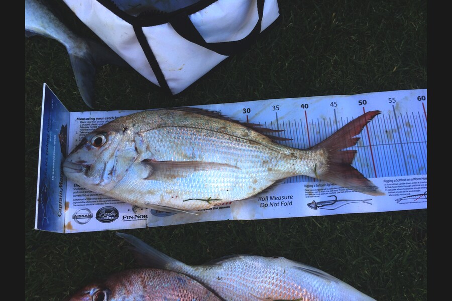 Phanat Chiv caught this 46.0cm Snapper at Taranaki during The Export NZ Fishing Competition