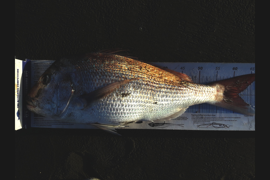 Clayton Hancock caught this 60.0cm Snapper at Himatangi Beach during The Export NZ Fishing Competition