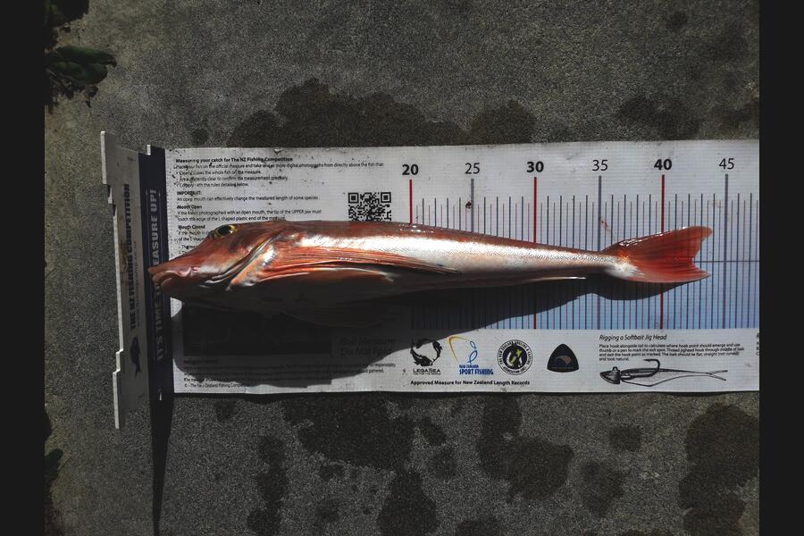 Janet Reynolds caught this 42.0cm Gurnard at Himatangi Beach  during The Export NZ Fishing Competition