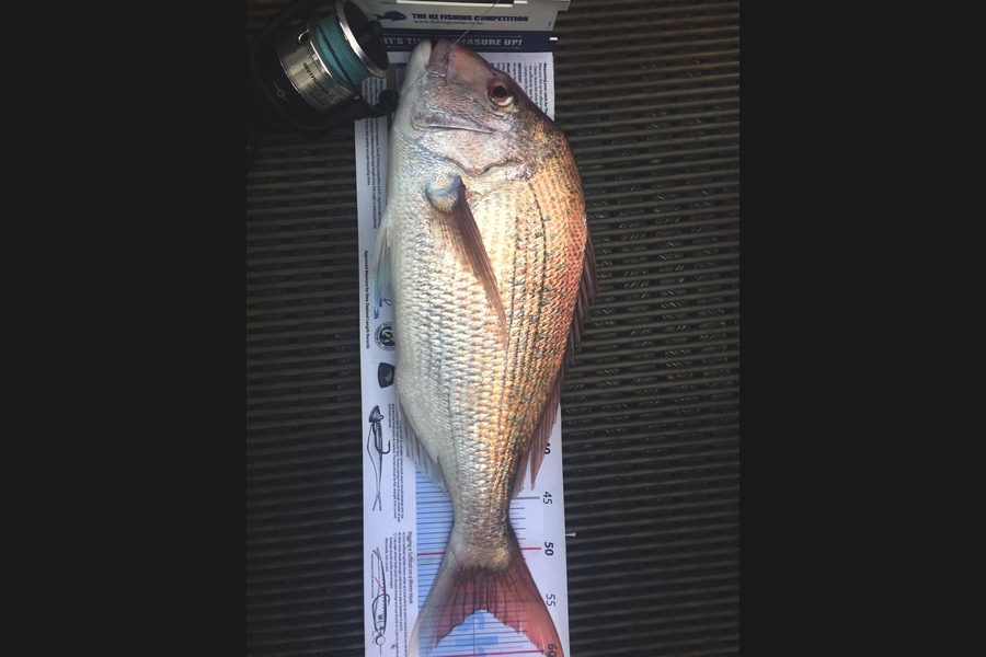 Ryan Mitchell caught this 55.5cm Snapper at Tasman bay during The Export NZ Fishing Competition