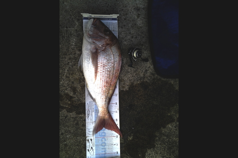 Michael Brown caught this 63.0cm Snapper at Bop during The Export NZ Fishing Competition