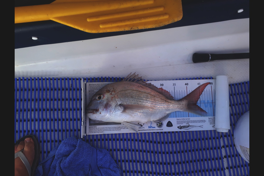 Ngaire Boreham caught this 43.0cm Snapper at Doubtless Bay during The Export NZ Fishing Competition