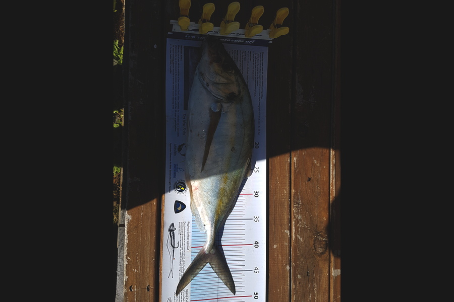 Andrew Martin caught this 43.0cm Trevally at Kapiti Coast during The Export NZ Fishing Competition