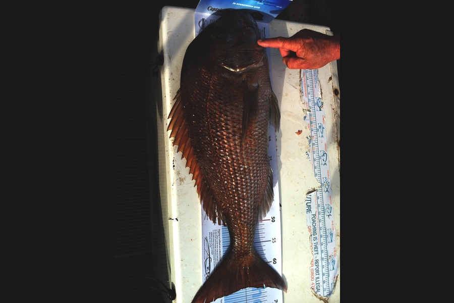 Julie Wall caught this 65.0cm Snapper at Cape Karikari during The Export NZ Fishing Competition