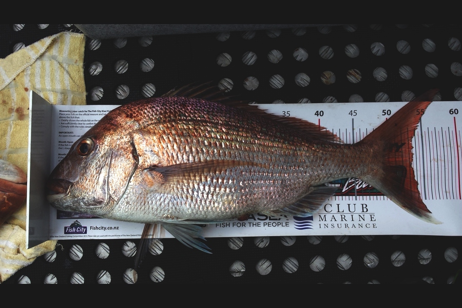 Gerry Bakker caught this 53.0cm Snapper at Waikawau farms during The Export NZ Fishing Competition