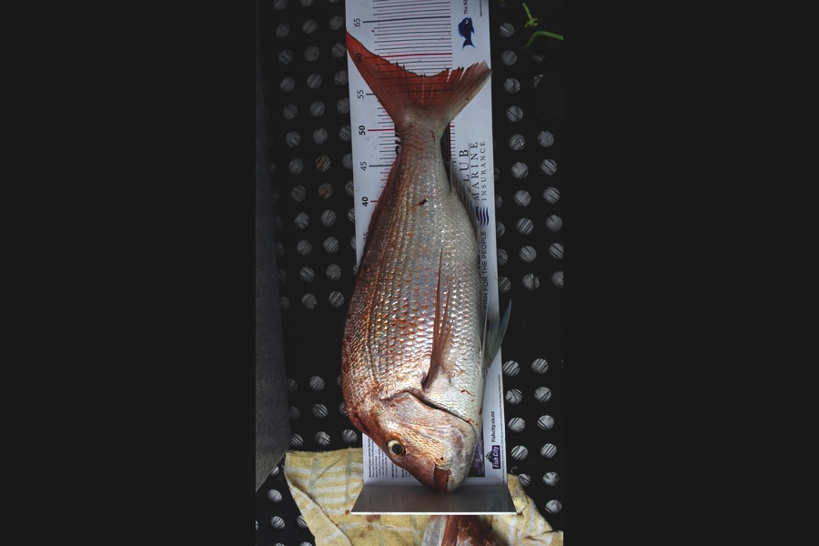 Nancy Bakker caught this 57.0cm Snapper at Waikawau farms during The Export NZ Fishing Competition