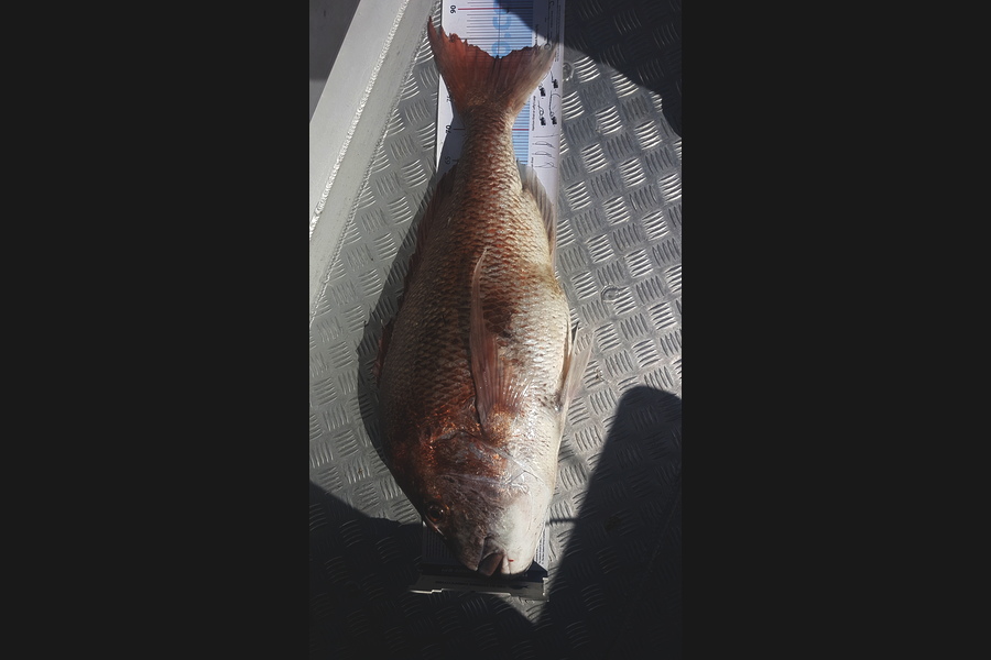 Mike Stephens caught this 82.0cm Snapper at Northland  during The Export NZ Fishing Competition
