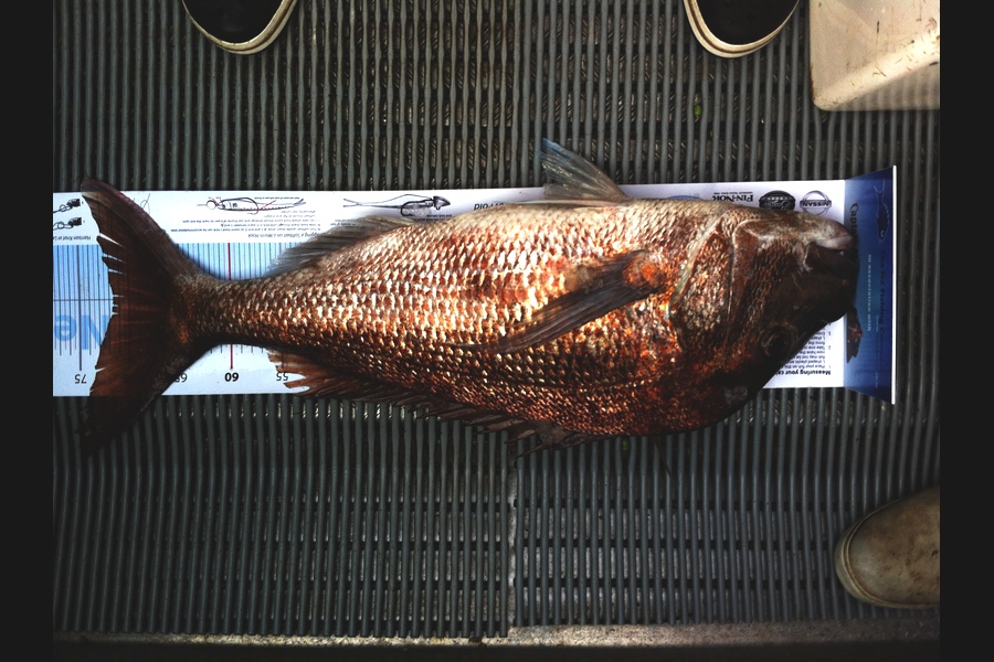 Tony Wiles caught this 71.5cm Snapper at Cape Karikari during The Export NZ Fishing Competition