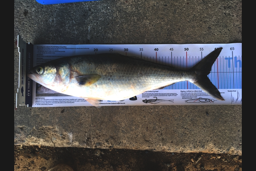 Fred Southerwood caught this 56.5cm Kahawai at Mana during The Export NZ Fishing Competition