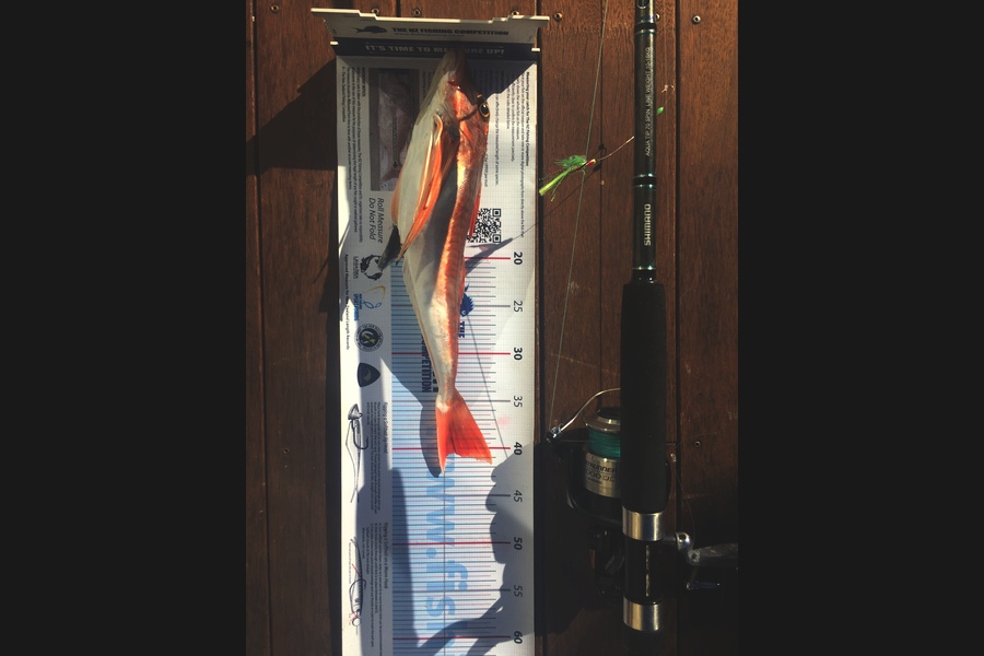 Ryan Mitchell caught this 40.5cm Gurnard at Tasman bay during The Export NZ Fishing Competition