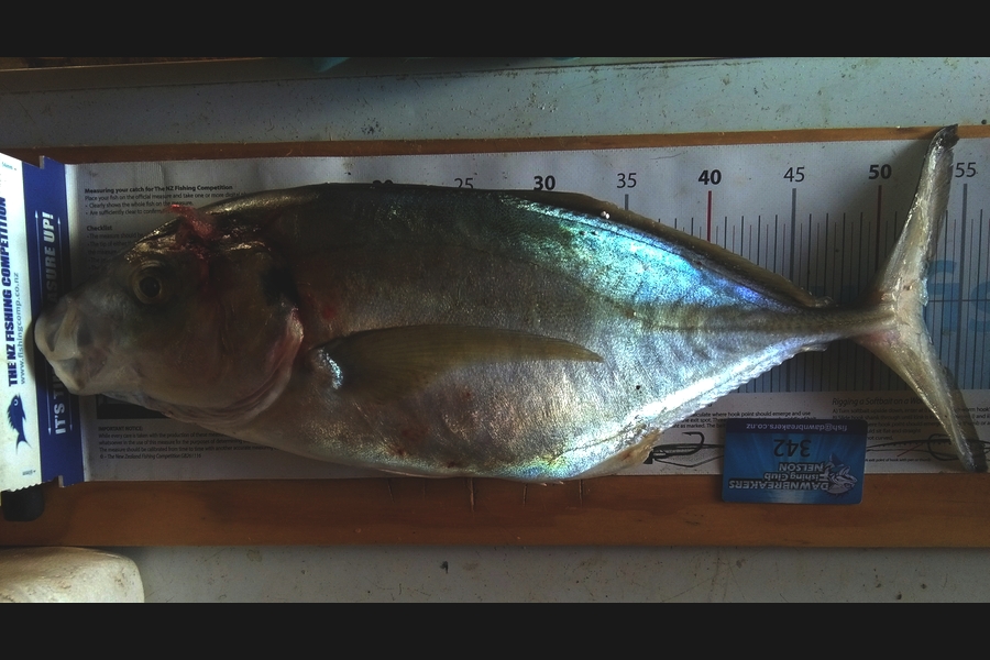 Michael Ranson caught this 53.0cm Trevally at Cable Bay during The Export NZ Fishing Competition