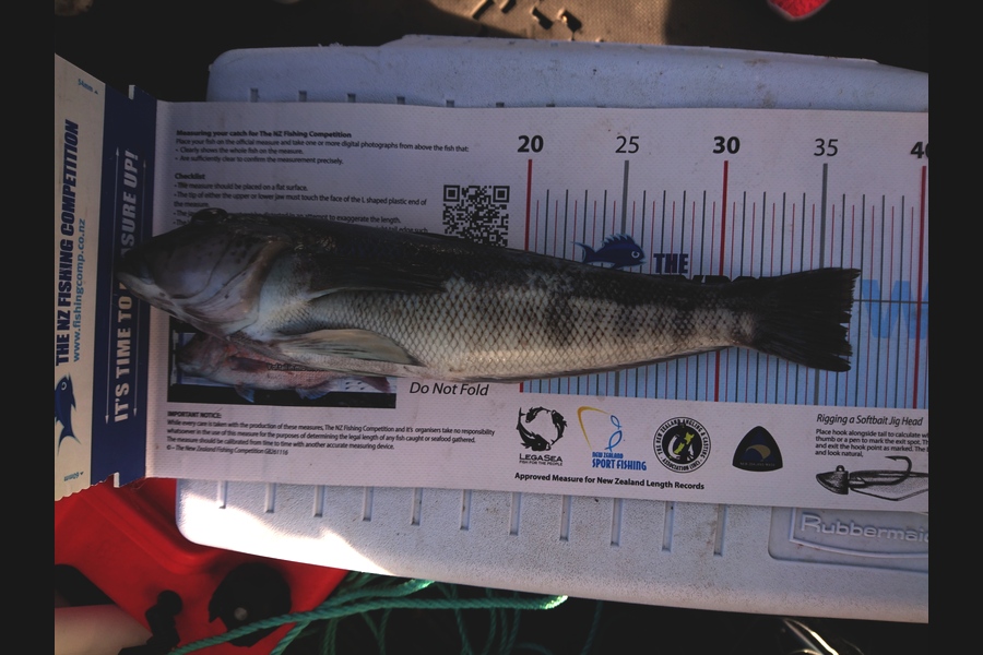 Carl McCoy caught this 36.5cm Blue Cod at Fitzroy Bay during The Export NZ Fishing Competition